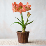  Amaryllis 'Terracotta Star,' one bulb in woven basket