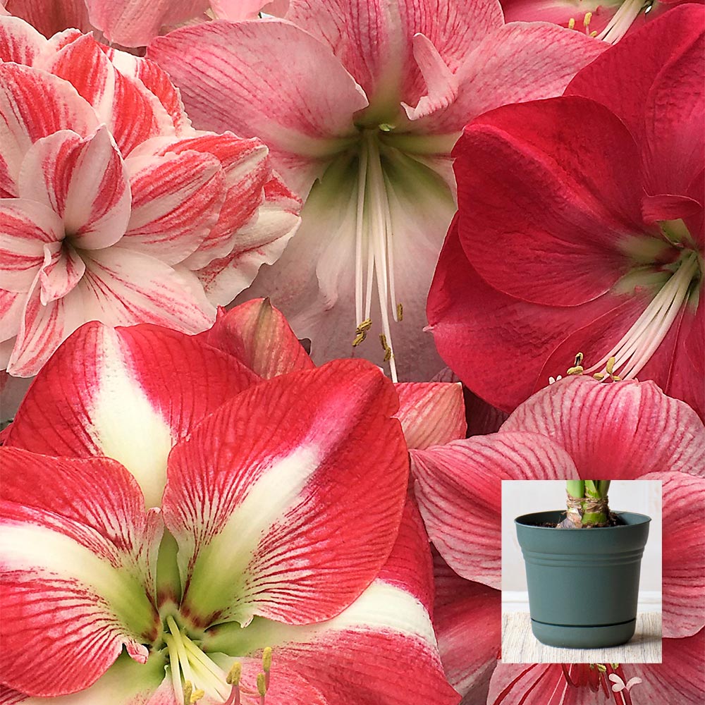 Amaryllis Candyland Pink Trio