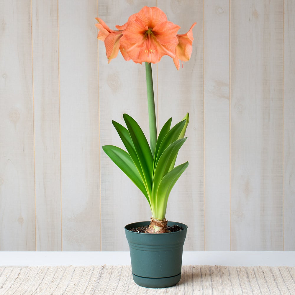 Amaryllis 'Rilona'