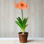  Amaryllis 'Rilona,' one bulb in woven basket