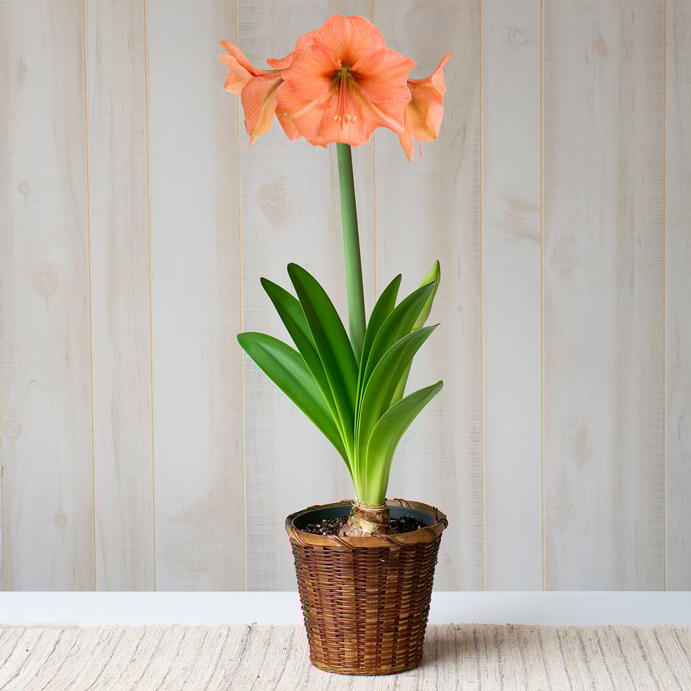 Amaryllis 'Rilona'
