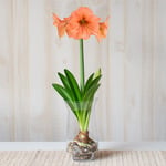 Amaryllis 'Rilona,' one bulb with tapered hurricane vase kit