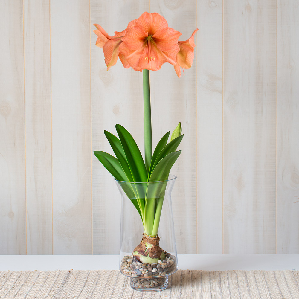 Amaryllis 'Rilona'