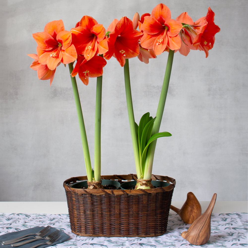 Amaryllis 'Rilona'