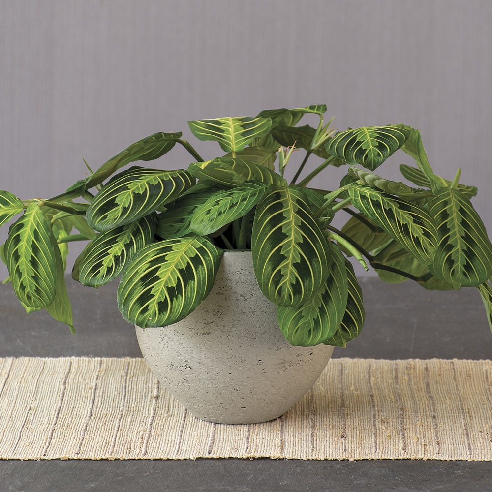 Prayer Plant 'Lemon Lime'