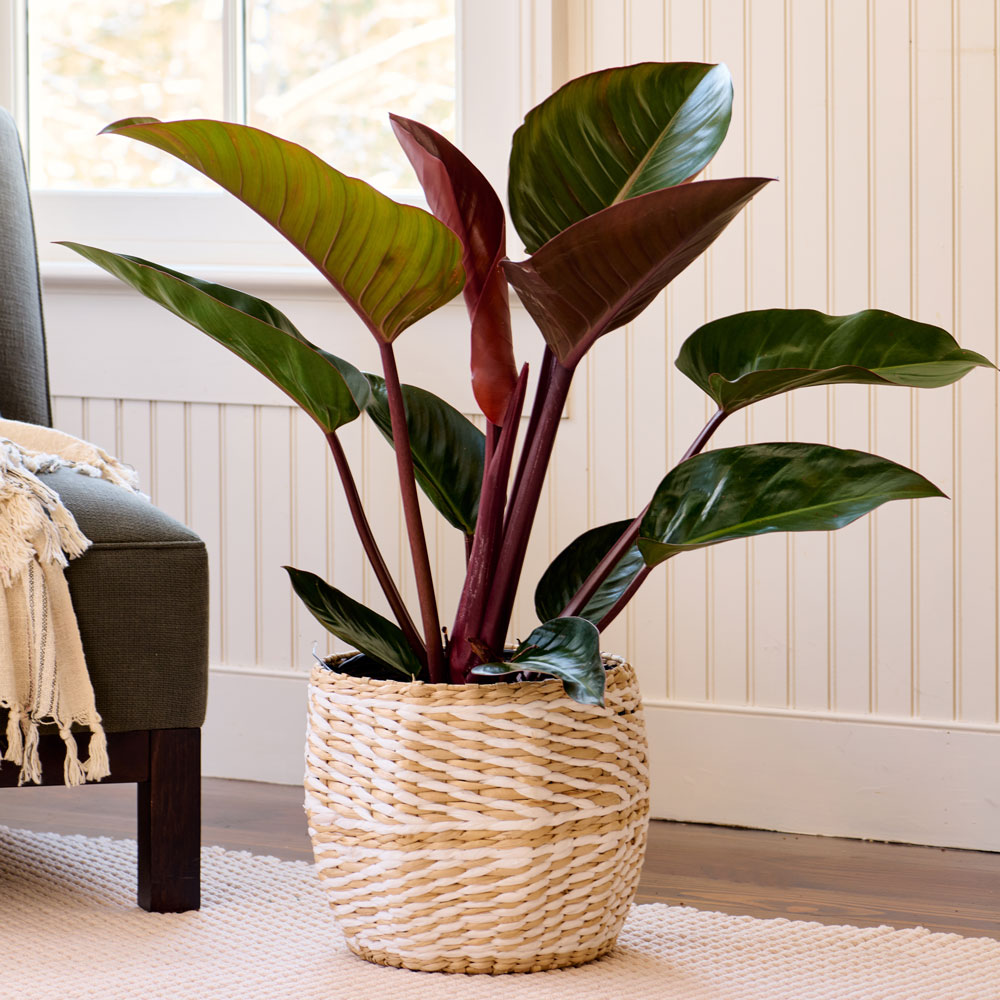 Philodendron 'Congo Rojo'