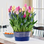  Princely Pageant Bulb Garden in large metal cachepot