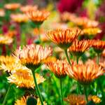 All Annuals