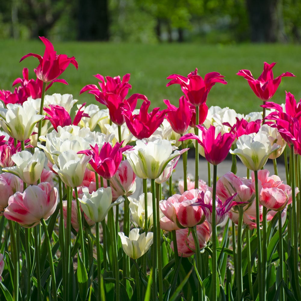 White Flower Farm Pink Perennial Tulip