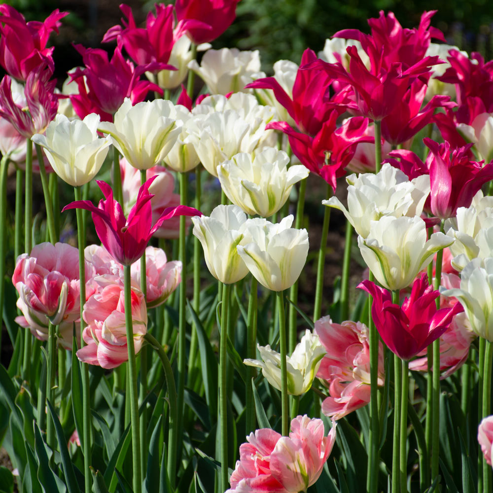White Flower Farm Perennial Tulip Collection, 72 bulbs