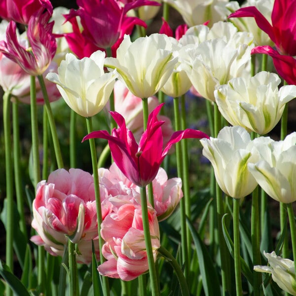 Delightful Adieu Tulip Collection | White Flower Farm