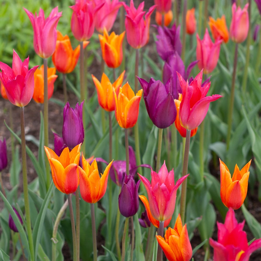 Brilliant Ballet Tulip Trio