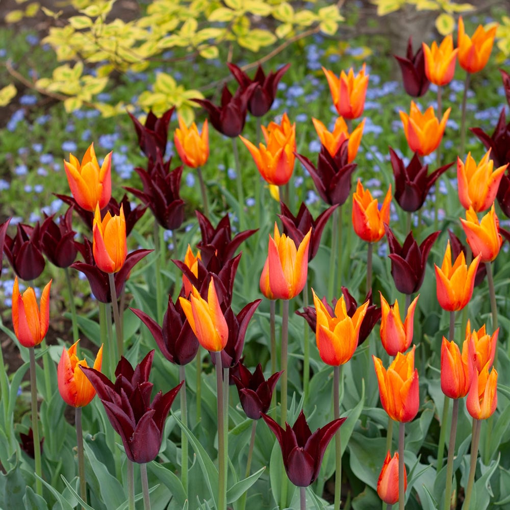 Spring Bonfire Tulip Duo