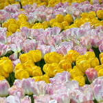 All Tulips