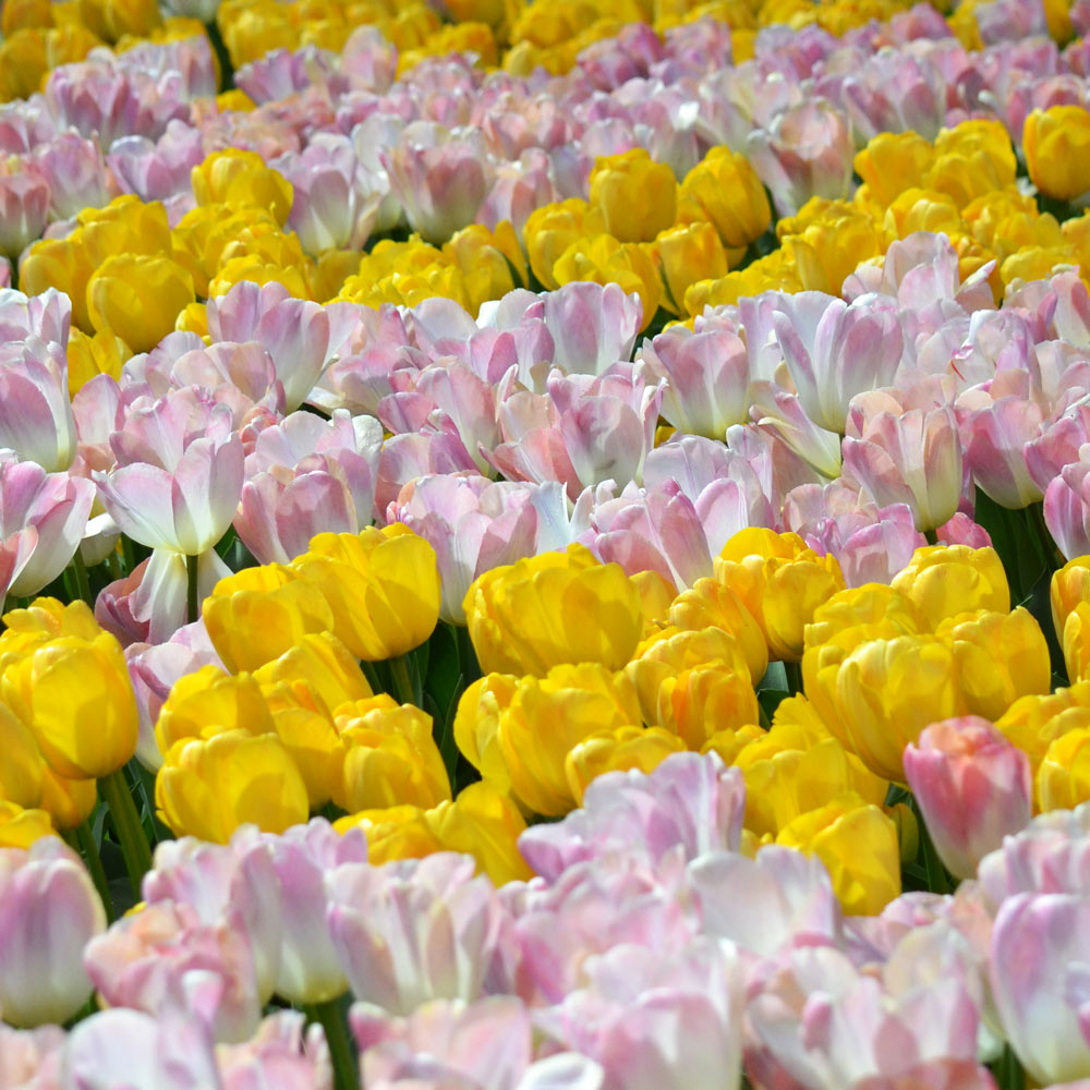 White Flower Farm Perennial Tulip Collection, 72 bulbs