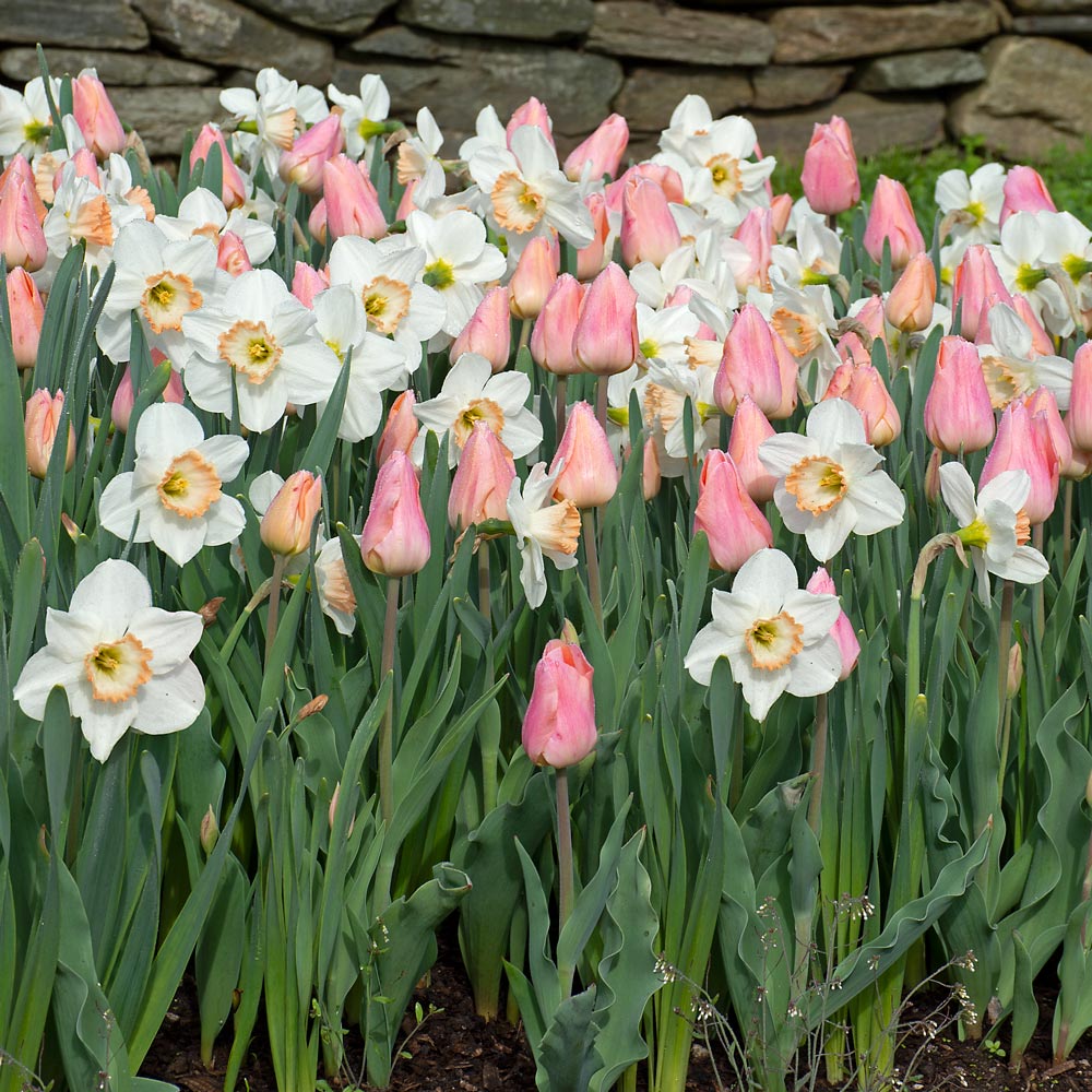 Apricot Parfait Daffodil & Tulip Duo