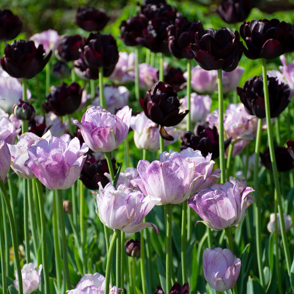 Morning & Evening Tulip Duo 