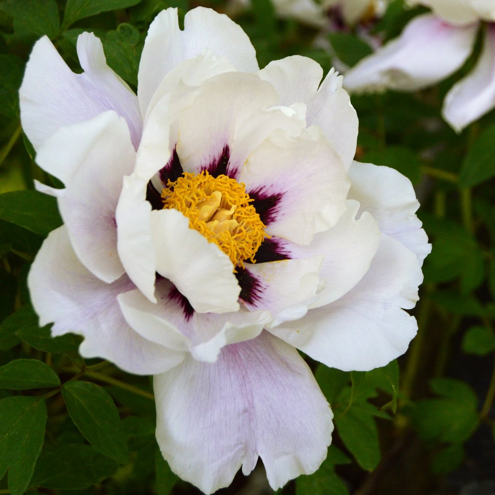 Paeonia suffruticosa 'Ezra Pound' - Tree Peony