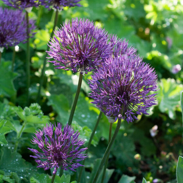 Allium 'Powder Puff' White Flower Farm