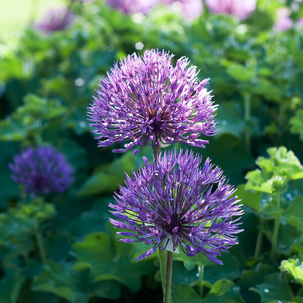 Allium 'Powder Puff' White Flower Farm