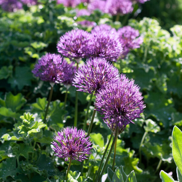 Allium 'Powder Puff' White Flower Farm