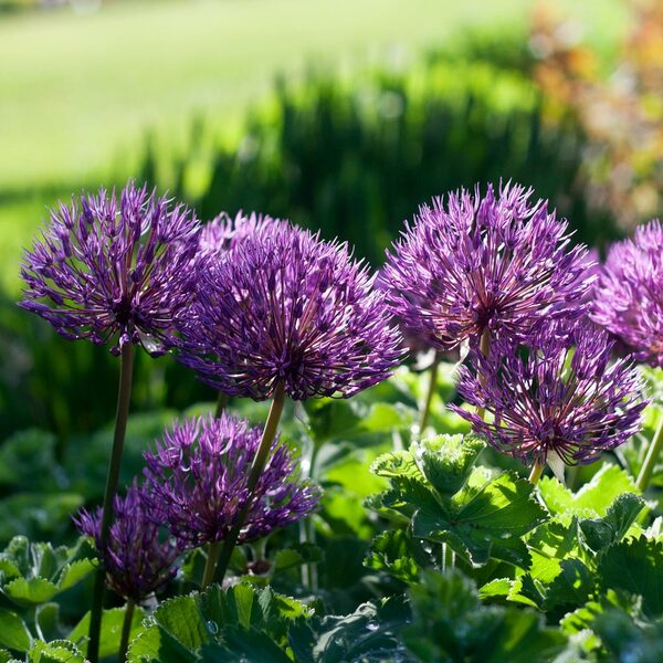 Allium 'Powder Puff' White Flower Farm