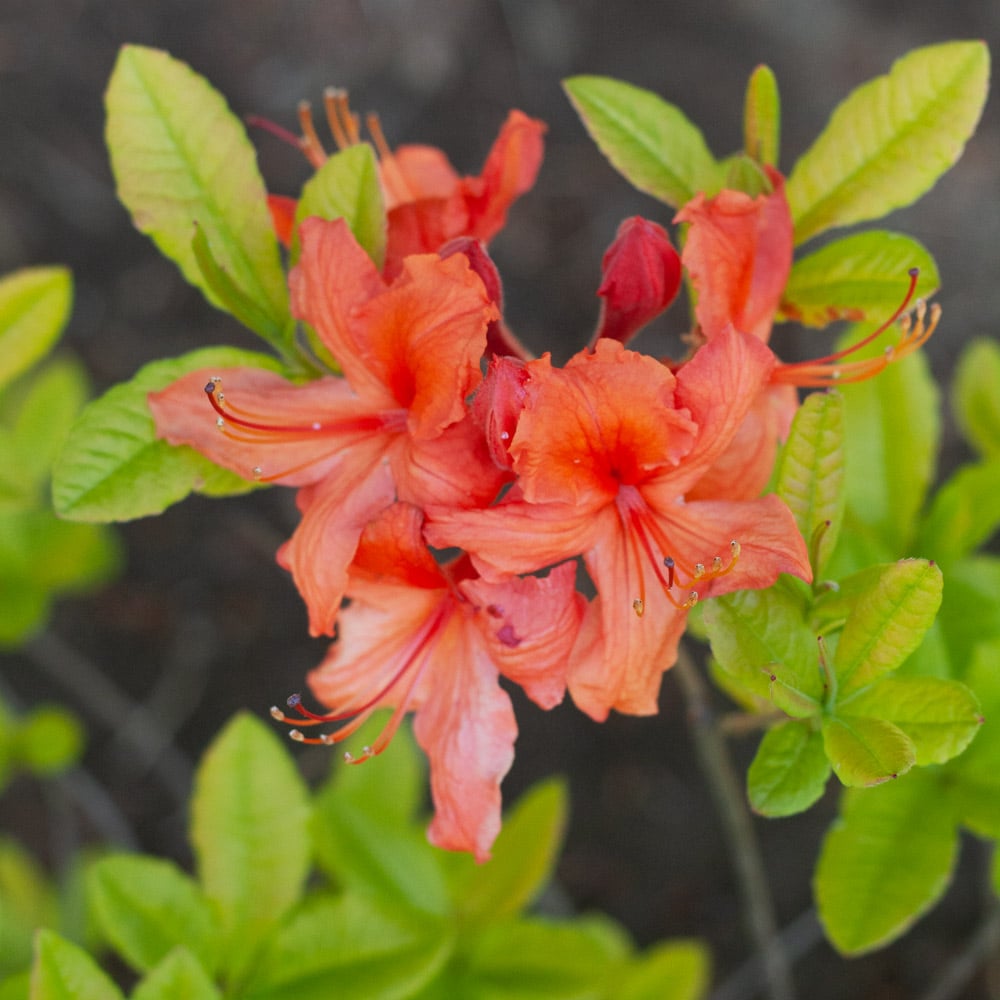 Azalea 'Brazil'