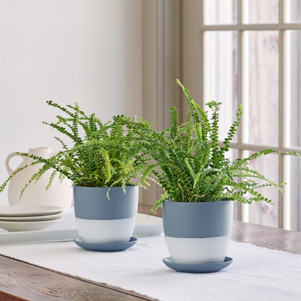 Lemon Button Fern Duo in blue clay pots and saucers