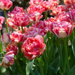 Double-Flowered Tulips