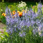 Camassia