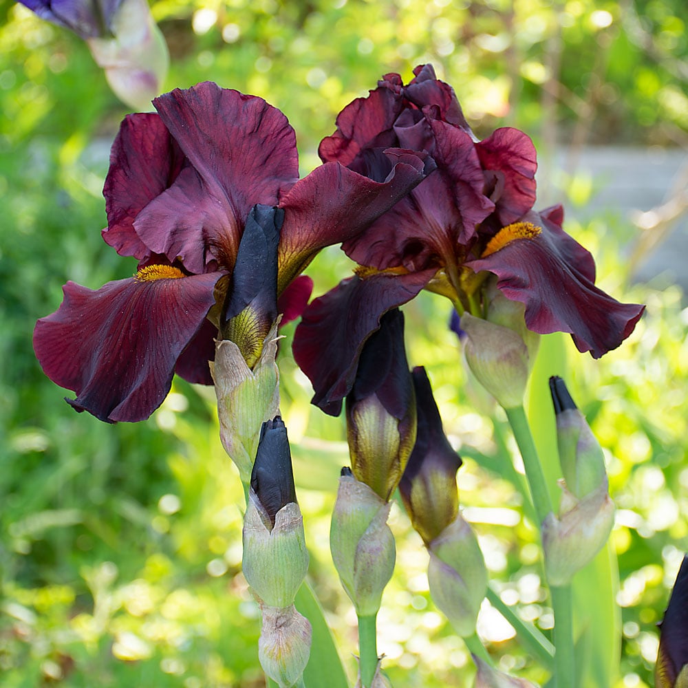 Iris germanica 'War Chief'