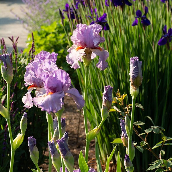 Iris germanica 'Snappy Dresser' White Flower Farm