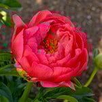  Peony 'Coral Charm'