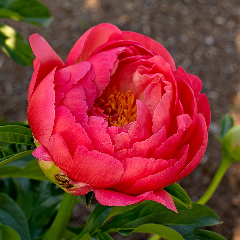 Peony 'Coral Charm'