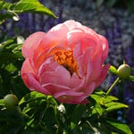  Peony 'Coral Sunset'