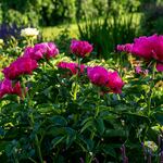  Peony 'Paula Fay'