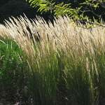 Drought-Tolerant Plants