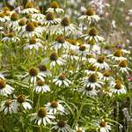 Low Maintenance Plants for Sun