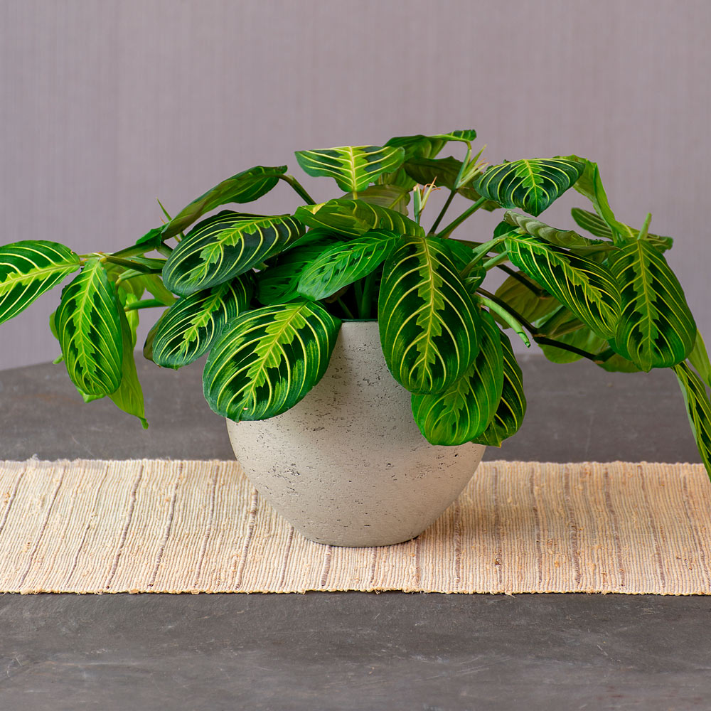 Prayer Plant 'Lemon Lime'