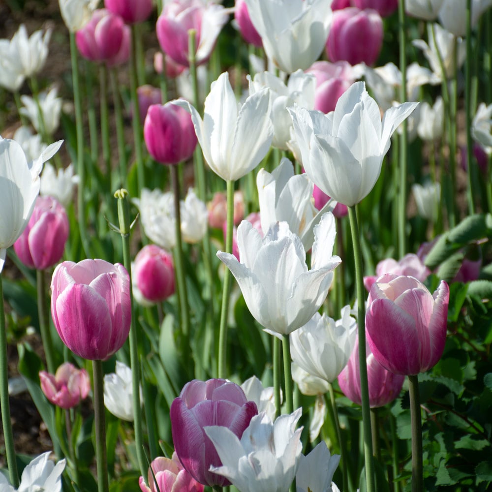 White Ribbons Tulip Duo