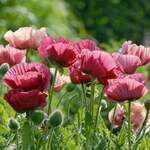 Poppies