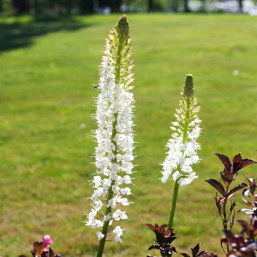 Eremurus himalaicus