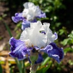  Iris germanica 'Tillamook Bay' - Reblooming