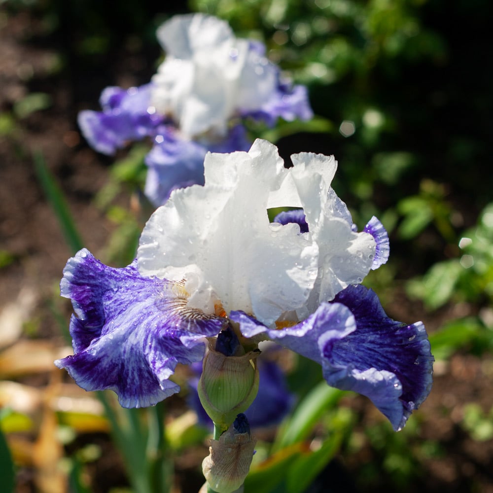 Iris germanica 'Tillamook Bay' - Reblooming