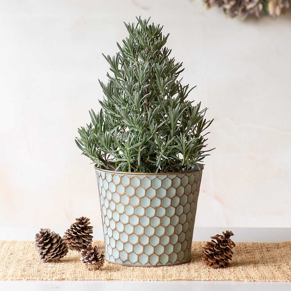 Lavender Tree in honeycomb metal cachepot