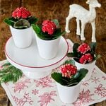  Red Kalanchoe Quartet in white ceramic cachepots