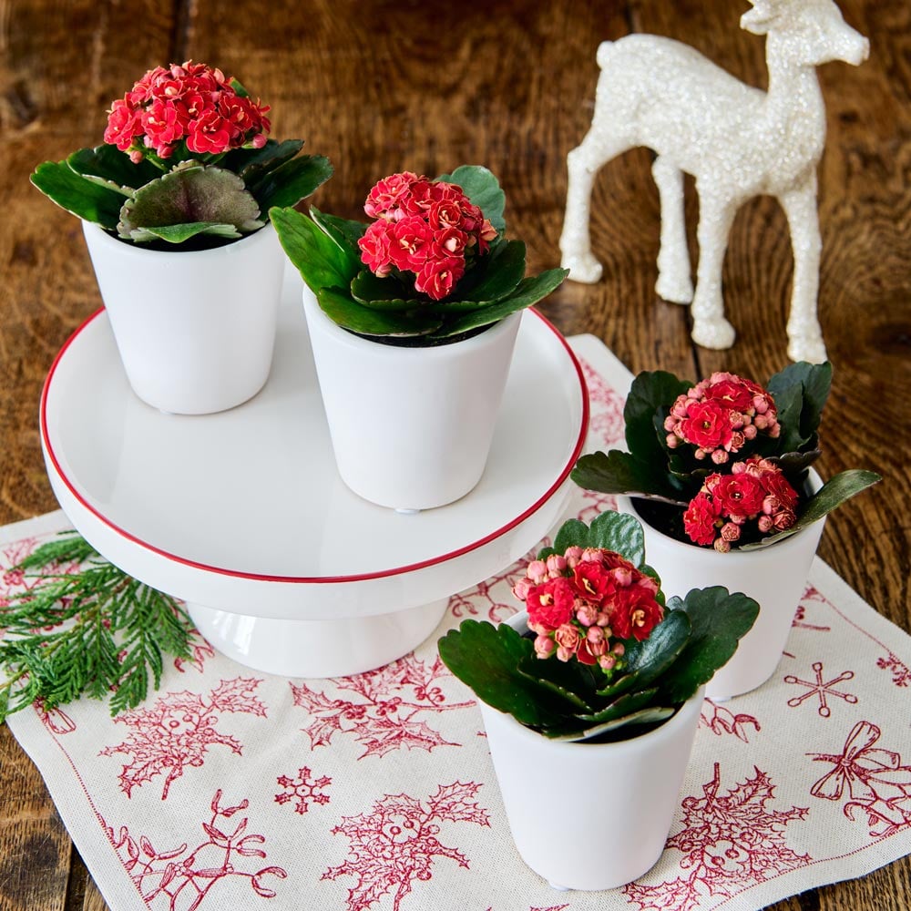Red Kalanchoe Quartet in white ceramic cachepots