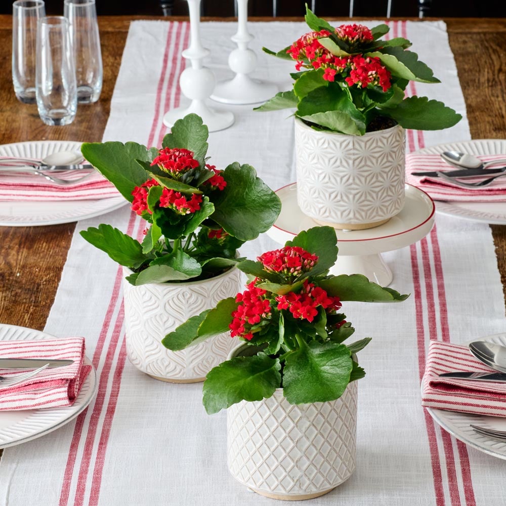 Red Kalanchoe Trio in ceramic pots