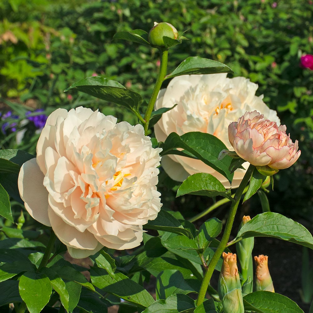 Peony 'Pastelegance'