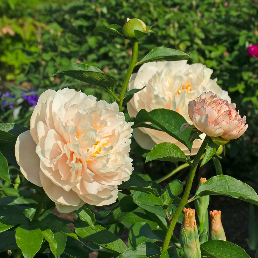 Image of Lacecap peony